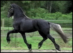 Warlander stallion  Xenophon